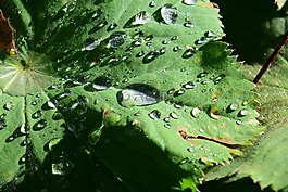 葉子,雨滴,性質(zhì)