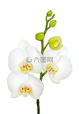 花卉,蘭花,宏