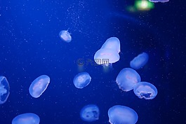 海蜇,水族館,海