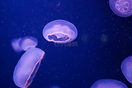 水族館,海蜇,海