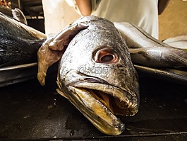 魚,動(dòng)物,食品