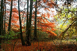 秋天,森林,紅色