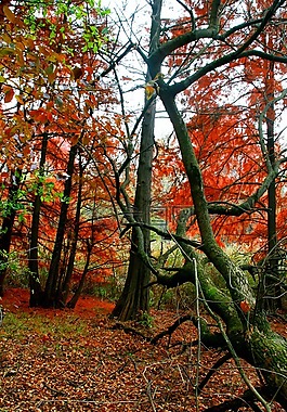 秋天,森林,紅色