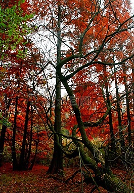 秋天,森林,紅色