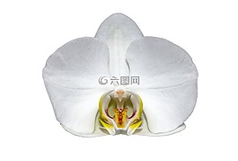 花卉,白,宏