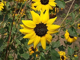 花,黃色,特寫(xiě)