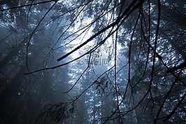 福雷斯特,冷,樹