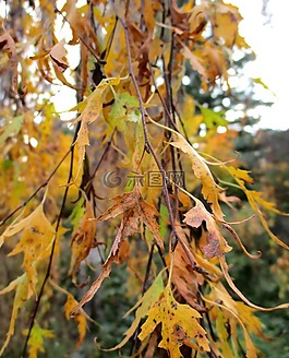秋季,葉子,樹(shù)