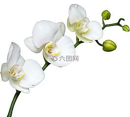 花卉,白花,宏