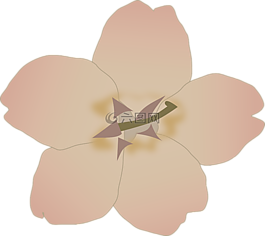 花,開花,盛開