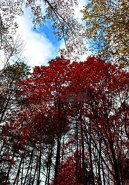 性質(zhì),森林,樹