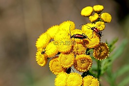 花博克,tansy,甲蟲