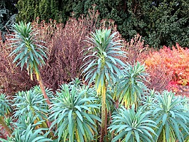 植物園,植物學(xué),植物