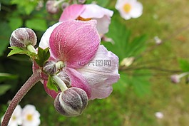 秋天的?？?花蕾,芽