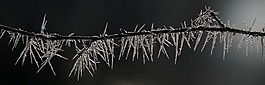 霜,科,冰