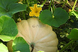 南瓜,南瓜園,南瓜花