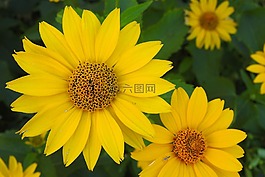 太陽帽子,黃色,黃色的花朵