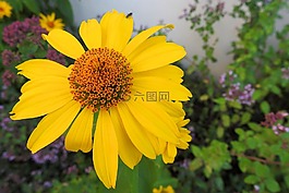 太陽帽子,黃色,黃色的花朵