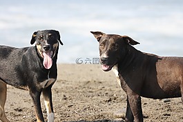 狗,海灘,動物