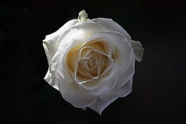 玫瑰,花卉,白色