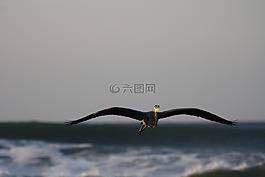 蒼鷺,海,飛行
