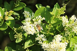 蜜蜂,蜂蜜,昆蟲