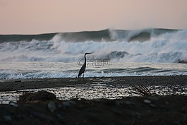 海洋,蒼鷺,性質(zhì)