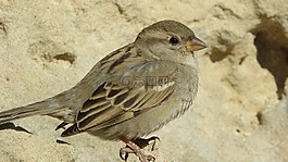 麻雀,鳥,野生動物