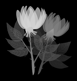 鮮花,花卉,如花