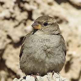 麻雀,鳥,野生動物