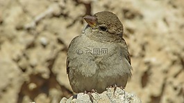 麻雀,鳥,野生動物