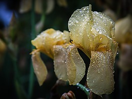 鳶尾花,花,滴