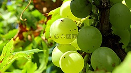葡萄,秋季,年份