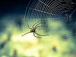 蜘蛛,web,自然