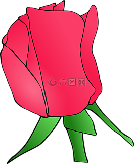 花,玫瑰,植物