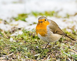 動(dòng)物世界,鳥(niǎo),鳴鳥(niǎo)