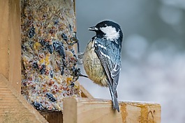 鳥,性質(zhì),動物世界