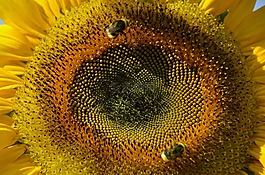 太陽花,夏季,廠