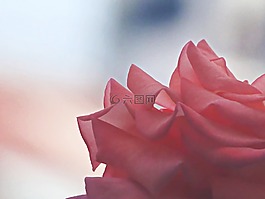玫瑰,粉紅色,溫柔