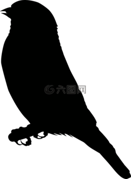 側(cè)影,鳥(niǎo),黑