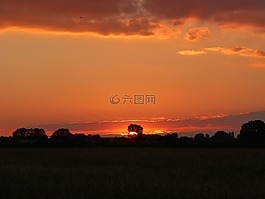 日落,紅色,樹