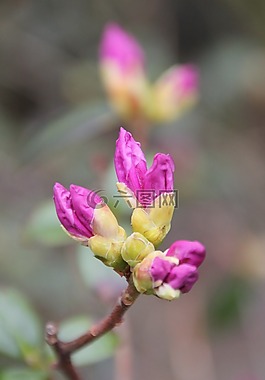 開(kāi)花,花,性質(zhì)