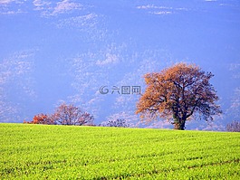 樹,綠色,原野