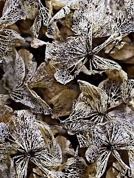 干的繡球花,背景,紋理