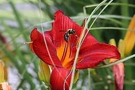 百合,蜜蜂,花粉
