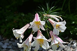 百合花,花园,白色粉红色