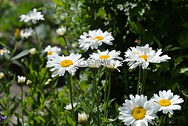 雛菊,白,花園