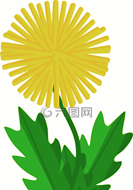 花,植物,蒲公英