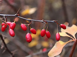 小檗,莓果,峰值