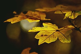 葉子,秋,林